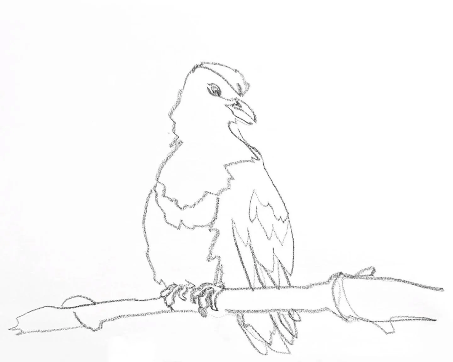 Aaaand that'll do it for my continuous line bird roundup. Whew.
.
.
.
#birbfest2026 #birbart #contourdrawing #animalillustration #illustrationsketchbook