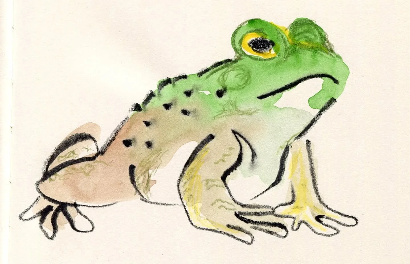 More frogs today 
with @londondrawinggroup and @emmacarlisle 
FrogsFrogsFrogs 
.
.
#drawingfrogs #londondrawinggroup #animalillustration