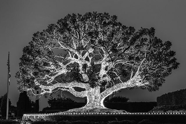 Monarch Bay&rsquo;s beautiful and stately landmark, the Moreton Bay Fig Tree, planted in 1961. If you&rsquo;re driving south on PCH from Laguna Beach you can&rsquo;t miss it. 📷: @lvruns