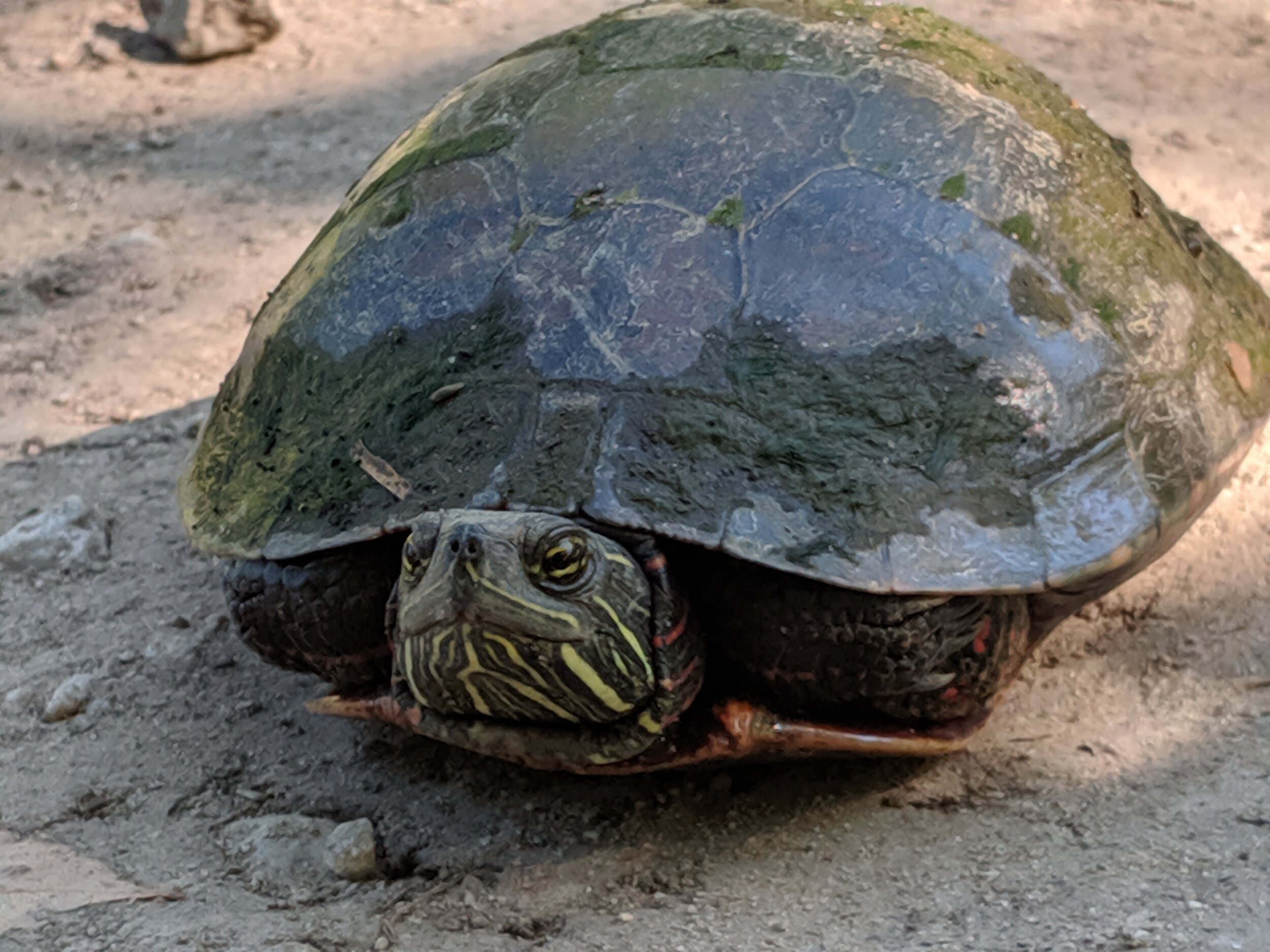 Turtle on an egg-laying expedition