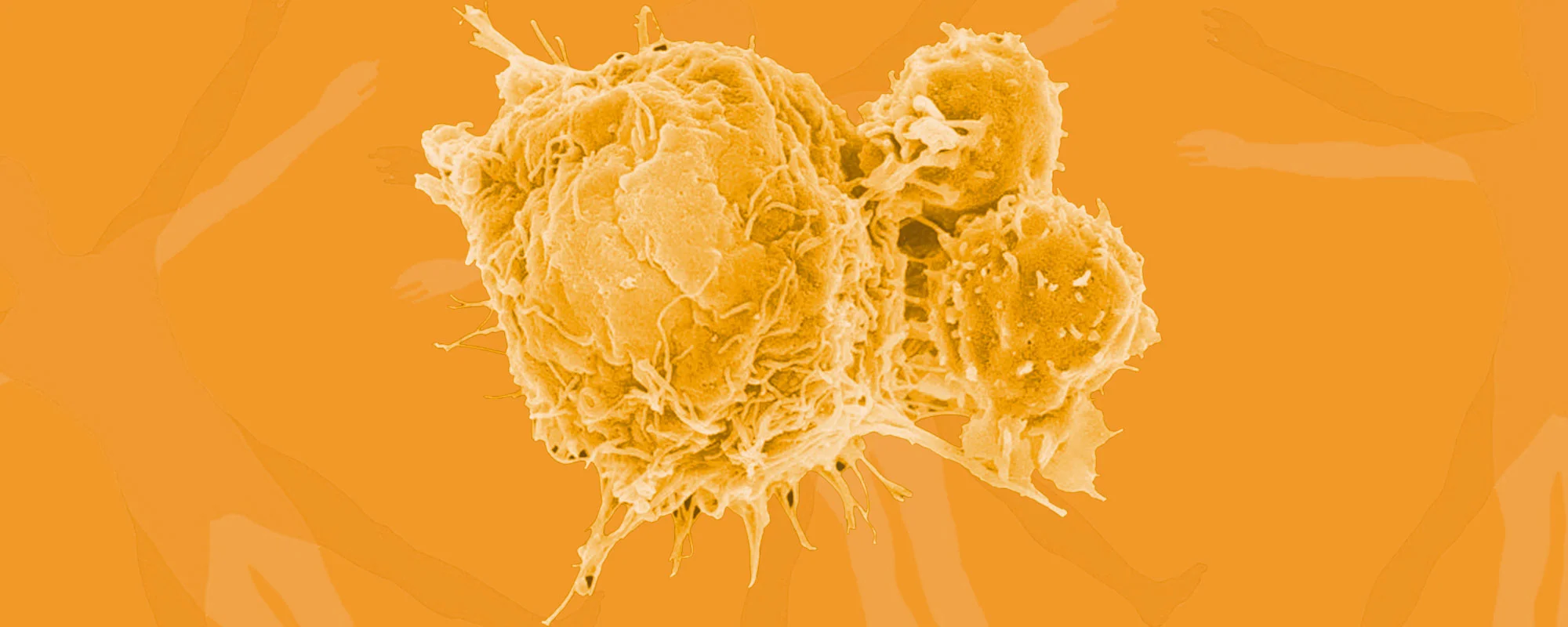 npb_banner_cells_body-2000x800.jpg
