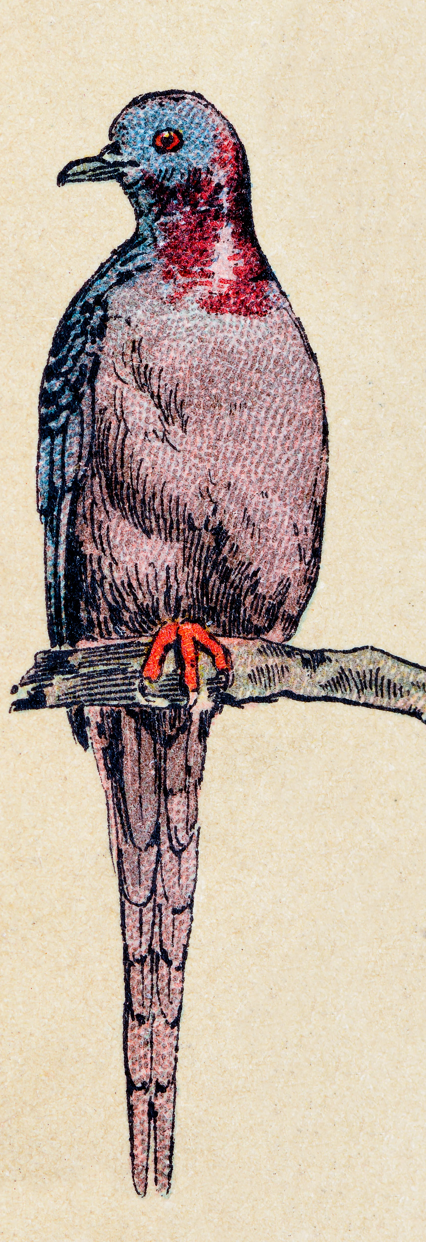 Passenger Pigeons Group Meeting