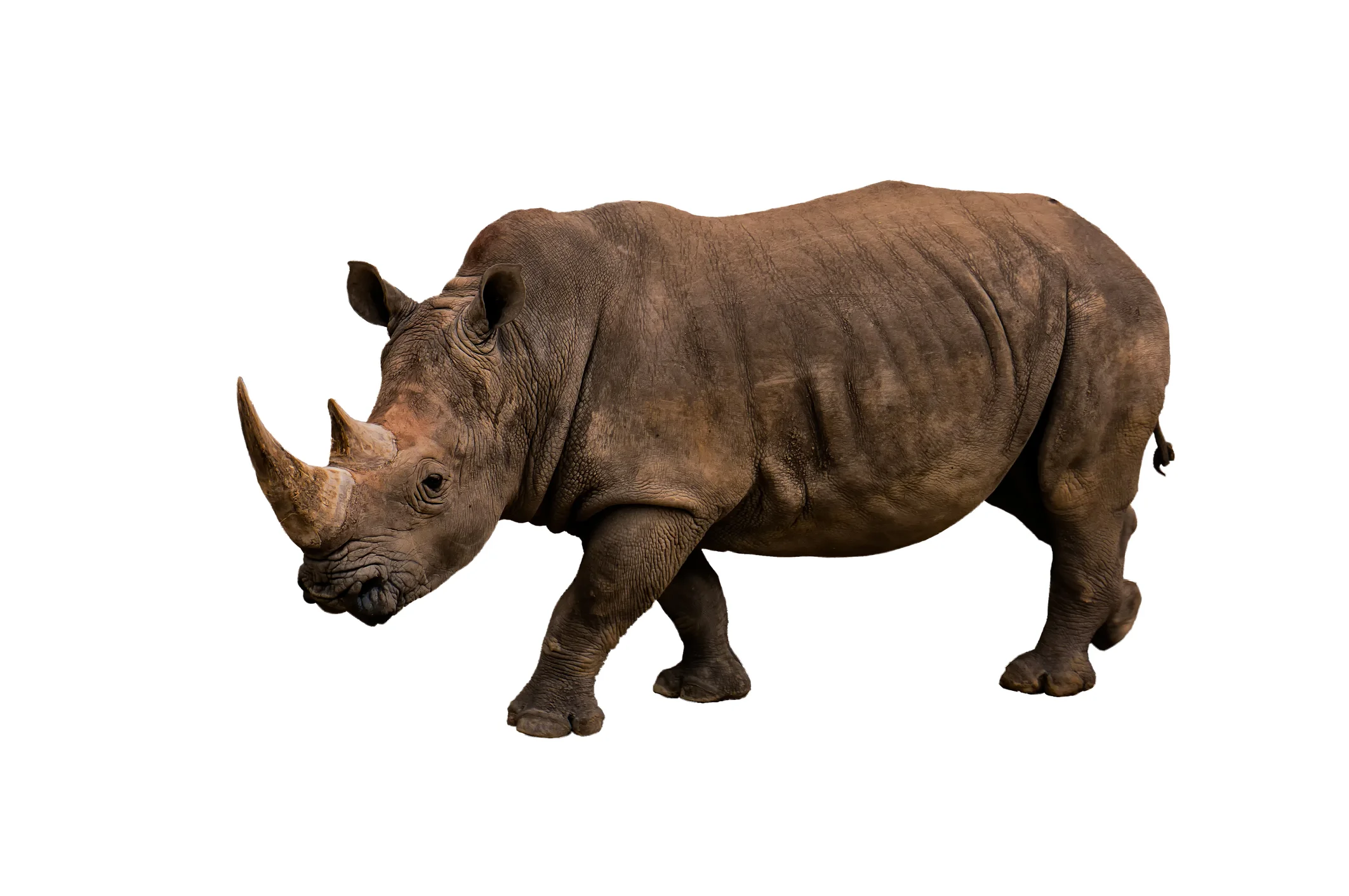 Black Rhinos Group Meeting 