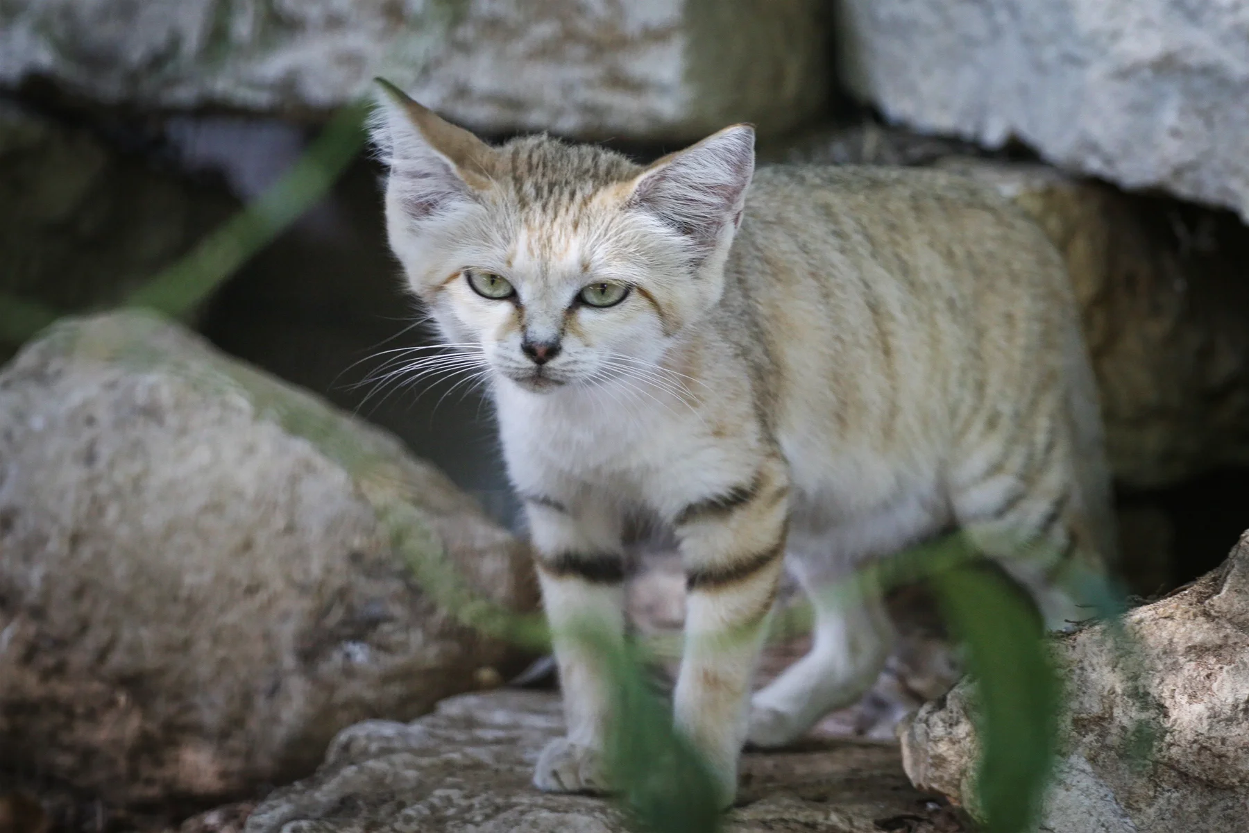 Sand Cats Group Meeting