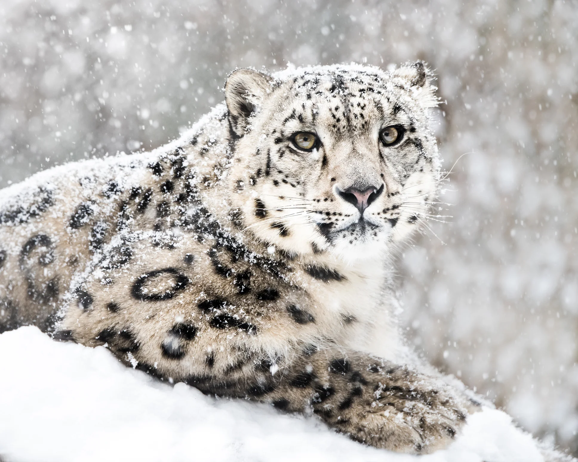 Snow Leopards Group Meeting