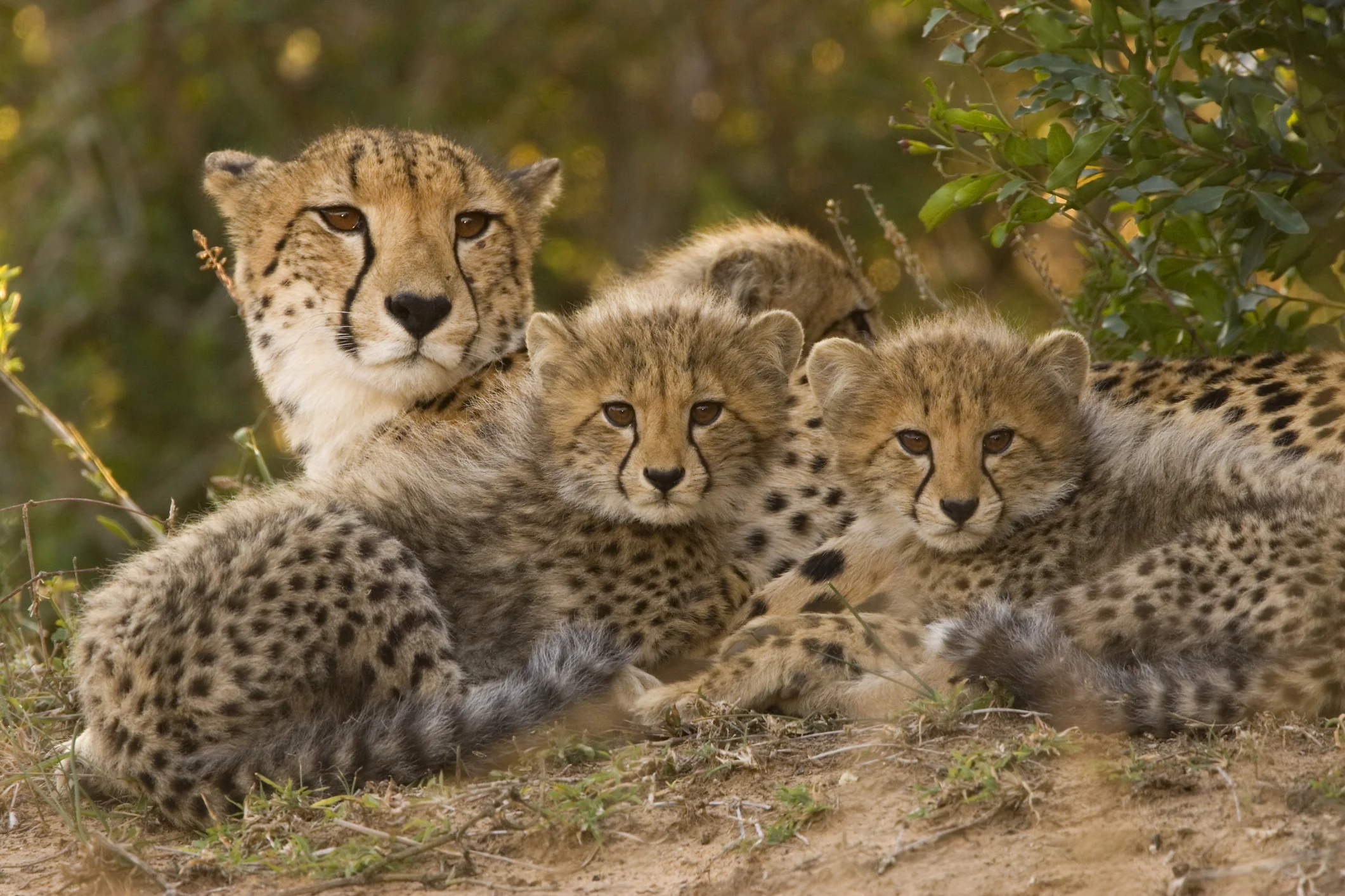 Cheetahs Group Meeting