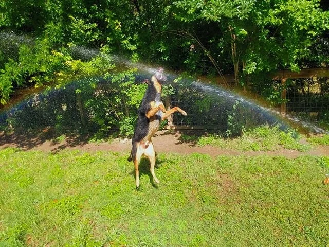 Rainbow chomping puppy 🐶🌈⛲
.
There are silver linings in the hardest of days if only we look for them.
.
And the best of days can be moved by hard things happening.
.
Let's find silver linings on the hard days, the good days, and the in between.
.

