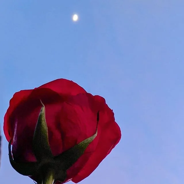 Happy birthday Grandma. 🌹❤️🌌
.
For all of the times you were there for me, in your silent way.
.
So grounded, like a rock that was as stubborn as she was loving.
.
I wished you had a better life, more filled with adventures - to see you in differen