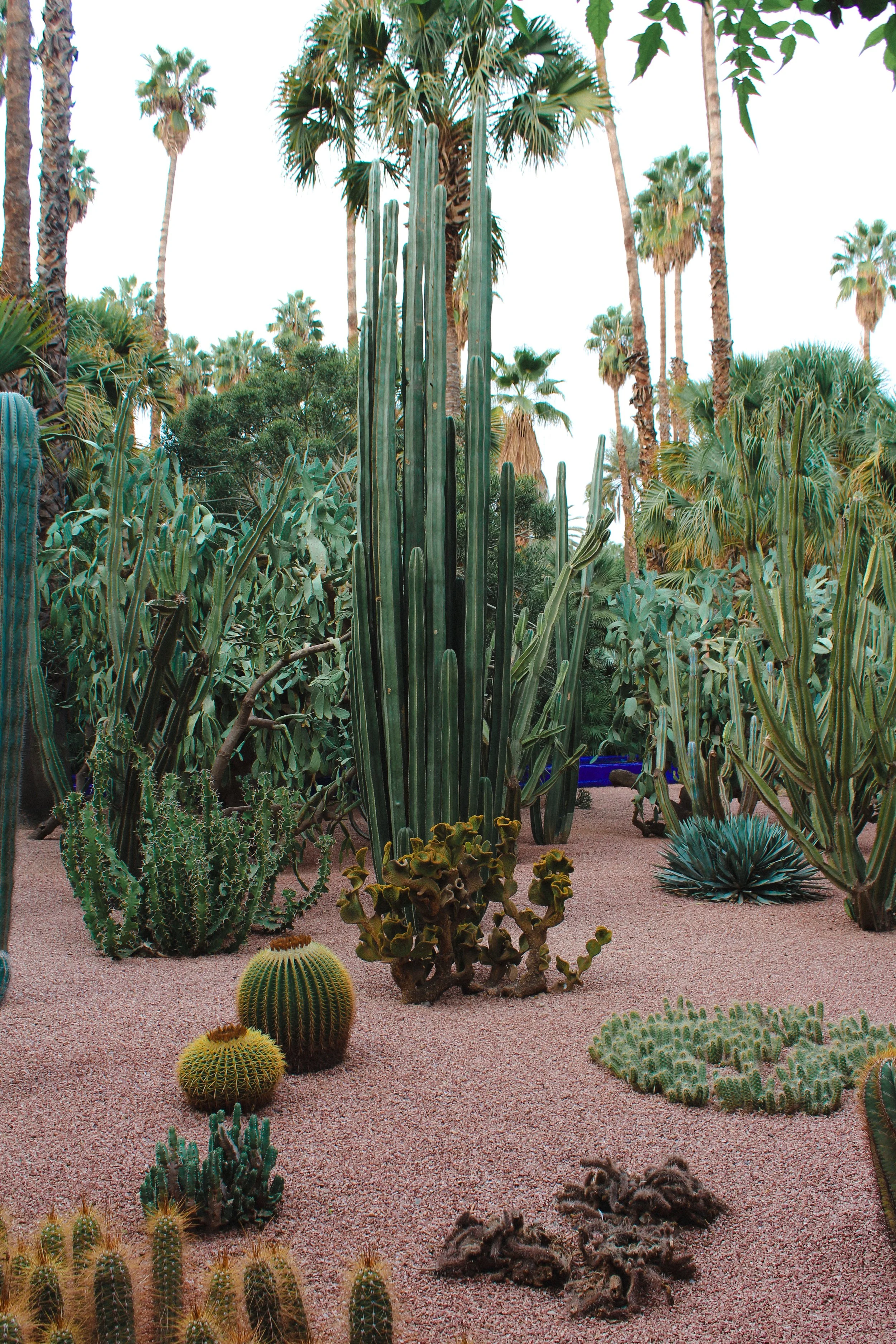 jardin majorelle