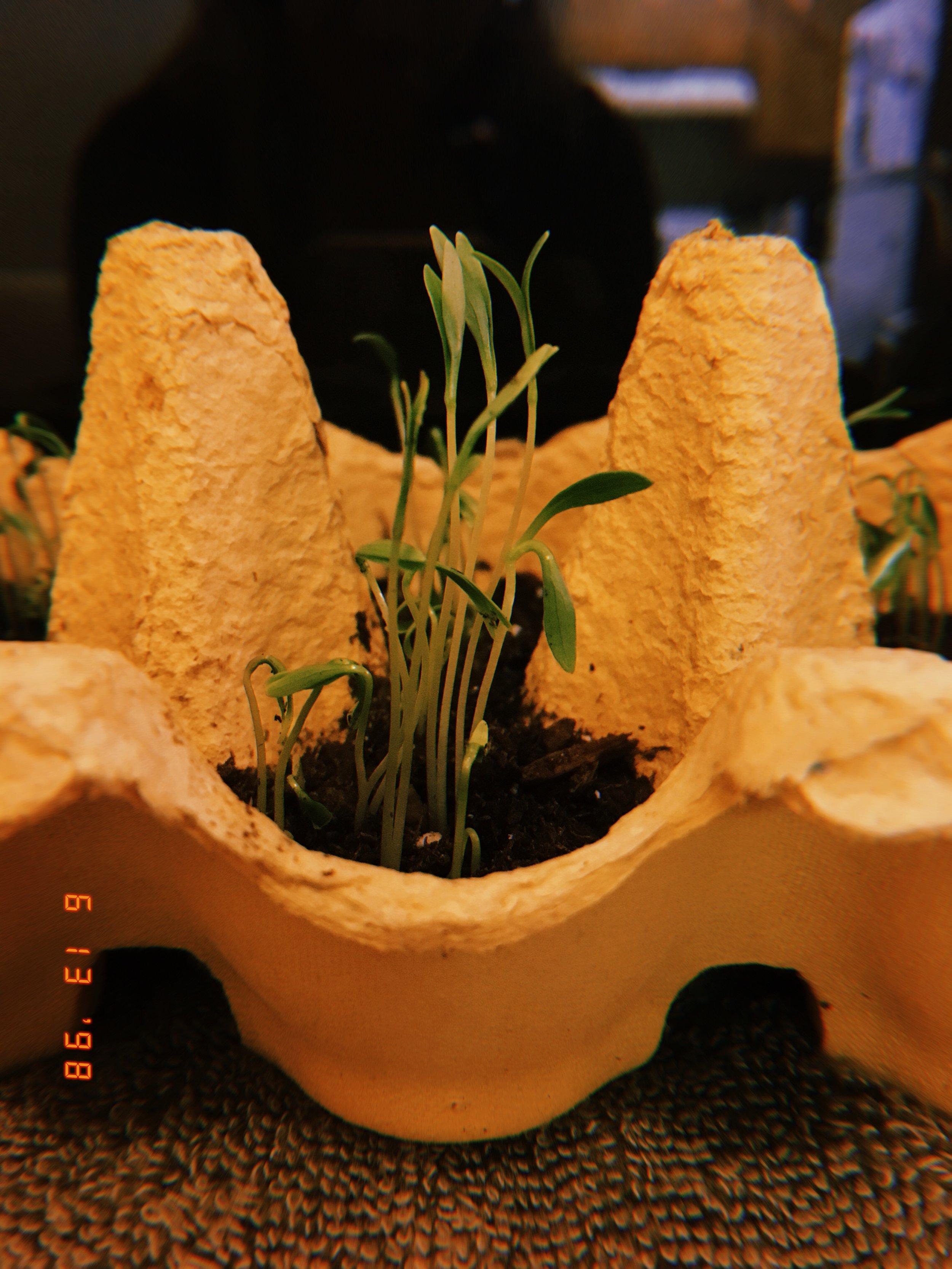 DIY Egg Carton Herbs