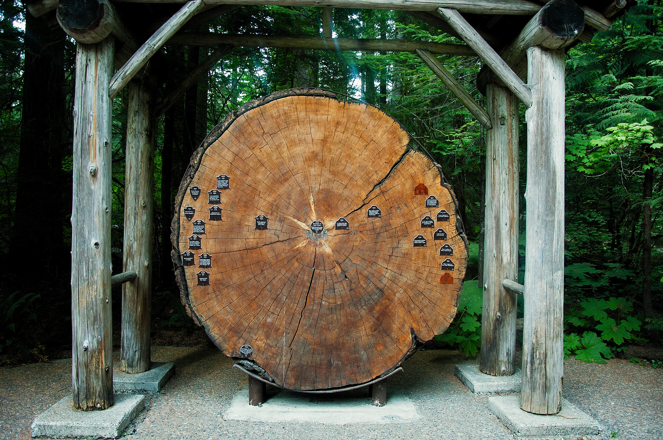 Douglas-Fir tree in Mount Rainier National Park, WA