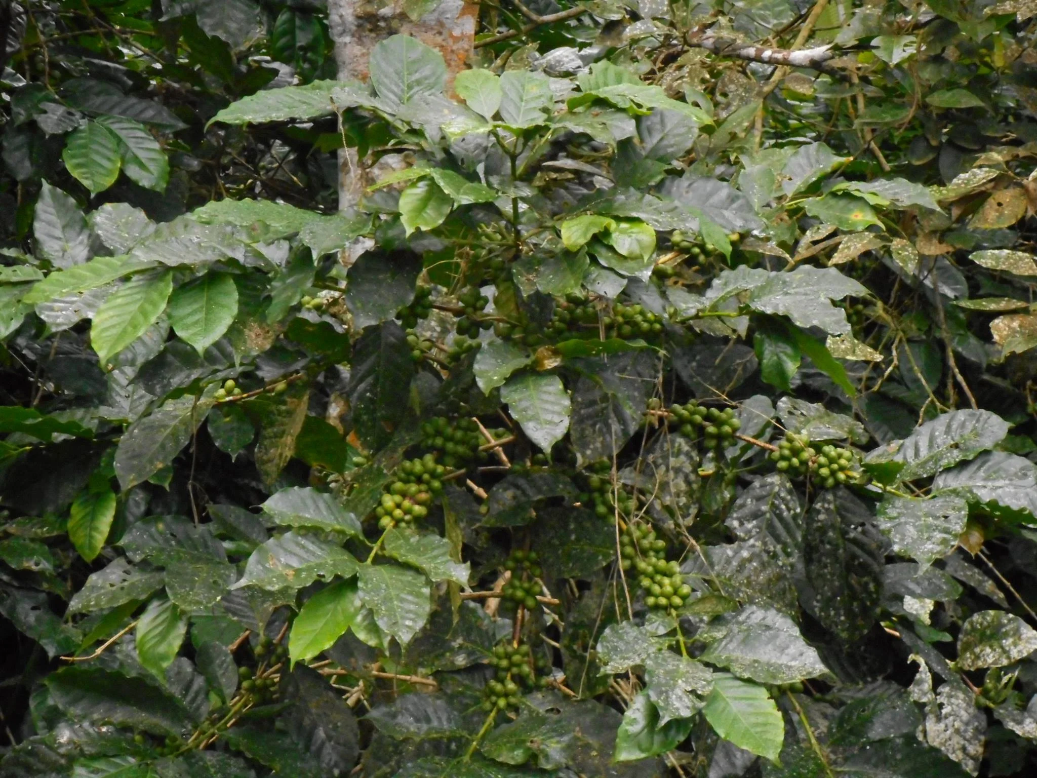 ©AJ9C Honduran DX Contest Performance Enhancement plant (coffee).