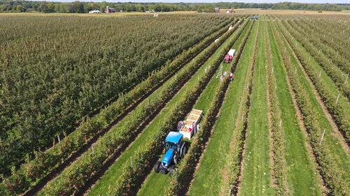 A NEw York Apples Sales orchard.