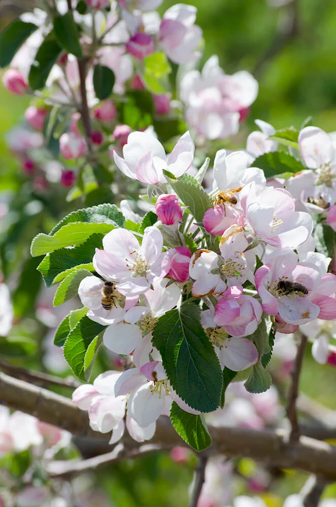 Smitten™ blossoms in a Quincy, WA orchard.
