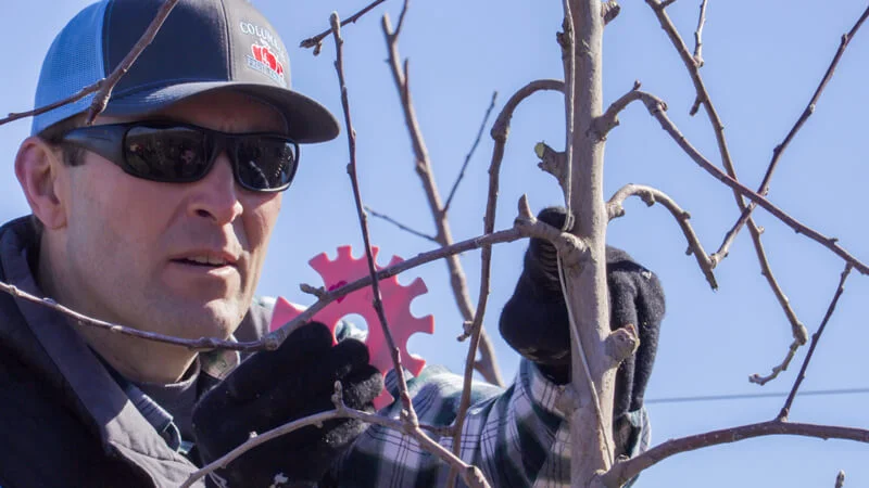 Jason VanderSluis employs a “fruit count wheel” to target fruit counts limb by limb.