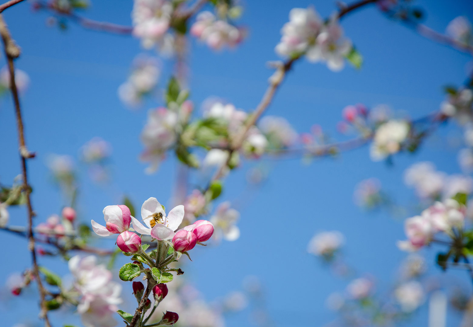 Smitten-OrchardPhotos-0367-edit.jpg