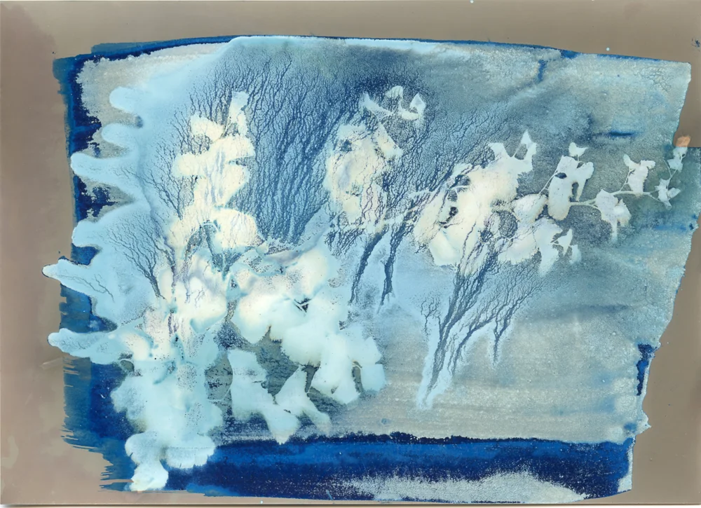 My Japanese Garden Cyano-lumen Photogram lumen on photographic paper treated with cyanotype emulsion