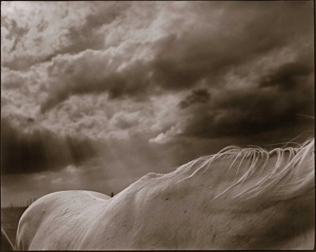 Horse in Badlands     @Doug Beasley
