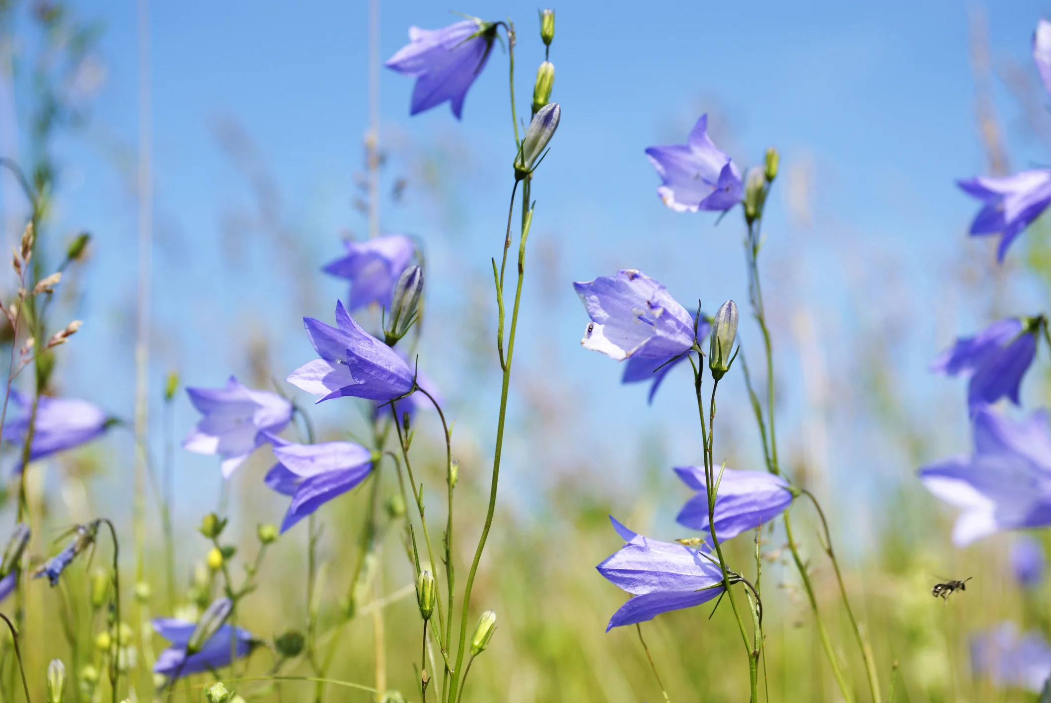 The harebell, or Scottish Bluebell, unlike the common bluebell, prefers grasslands and meadows rather than the floors of ancient woodlands. Photo credit: © Ievgeniia | Dreamstime.com - Field Of Harebell In The Springtime Photo Note: In Finland they are called "Cat's Bell."