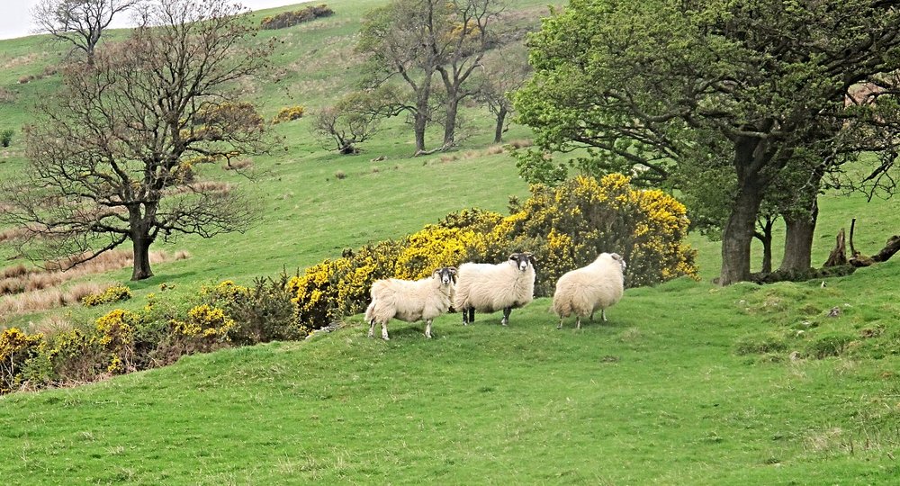 gavinburn sheep.jpg