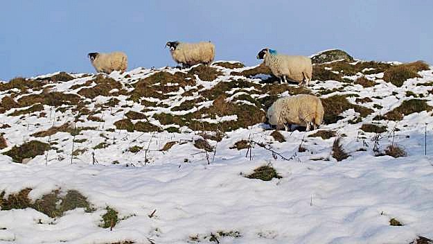 gavinburn sheep snow.jpg