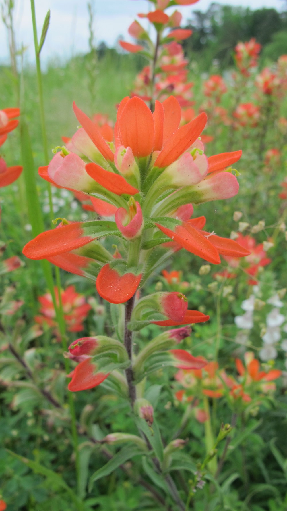 Indian Paintbrush (by author)