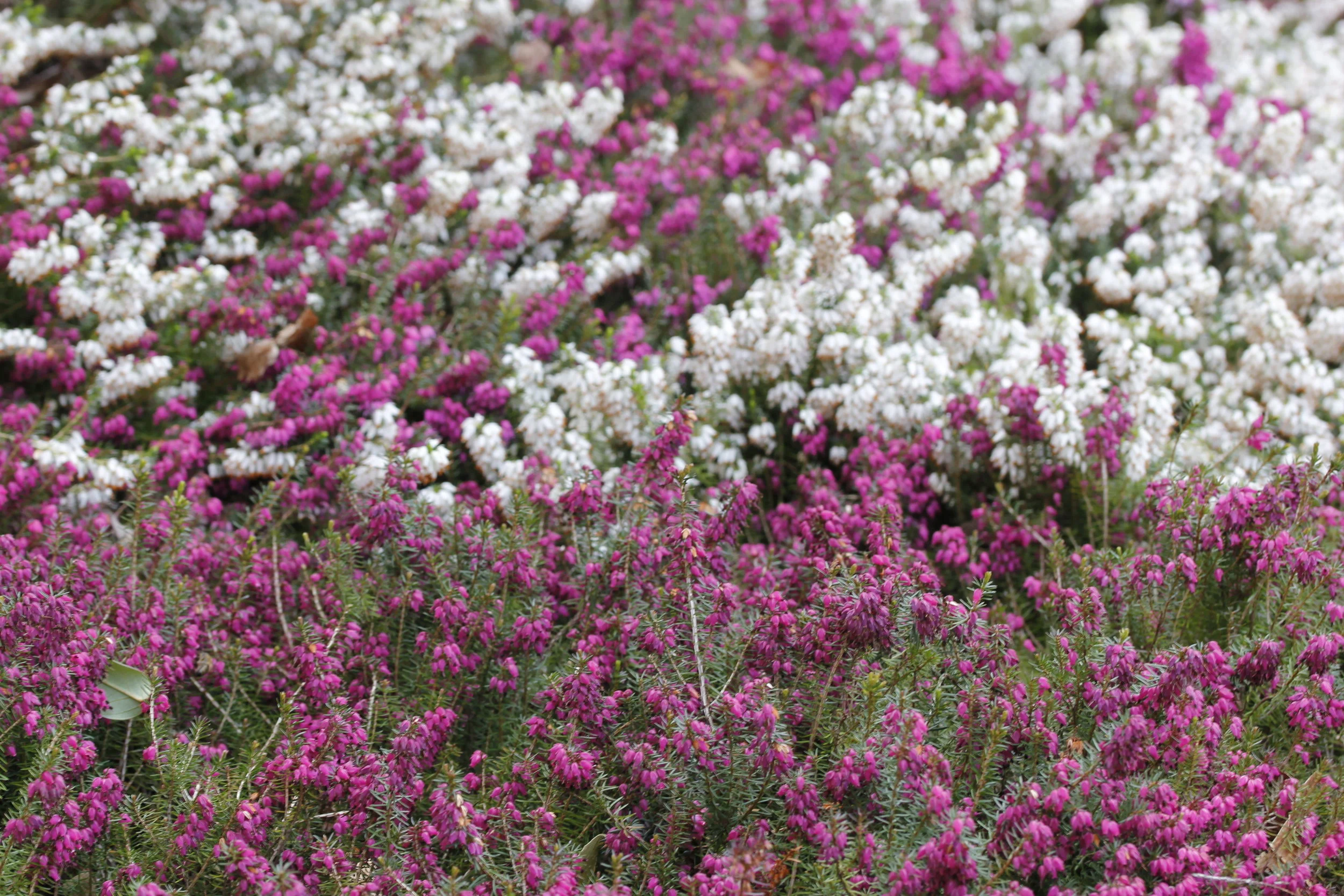 Based on an ages old Scottish legend, white heather is considered lucky. Stock photo
