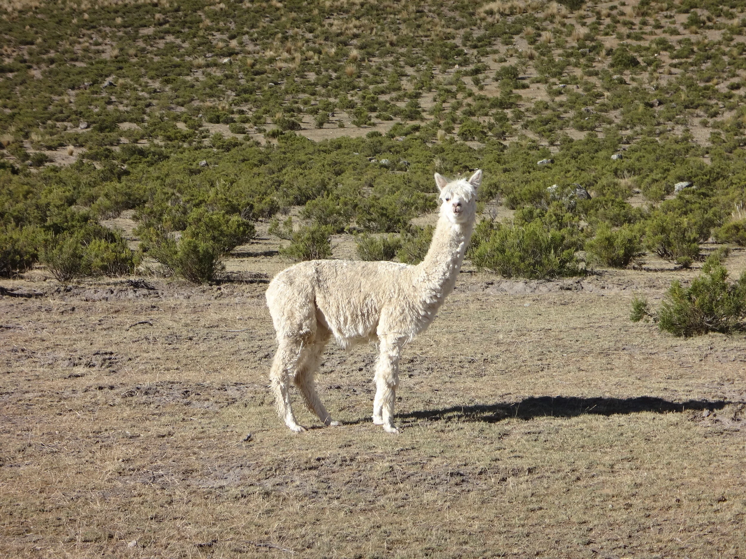 DSC00703.JPG