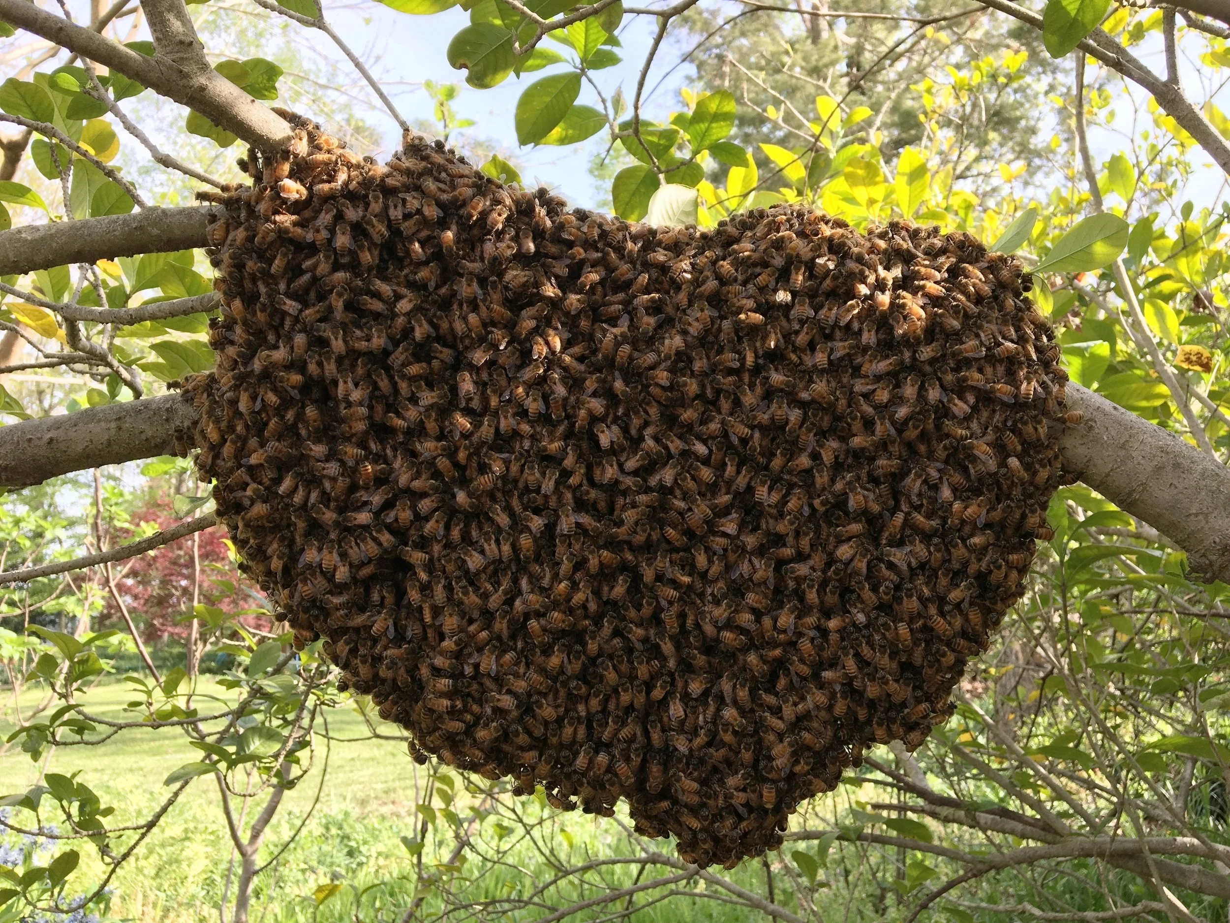 swarm3.jpg