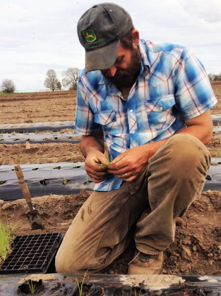 John transplanting a 200-count tray of onions.