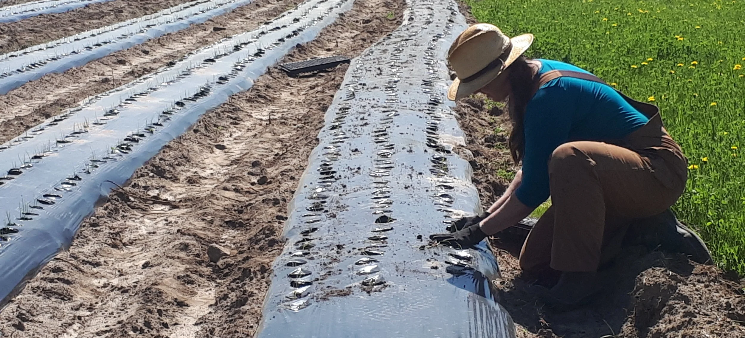 Transplanting onions into plastic mulch.
