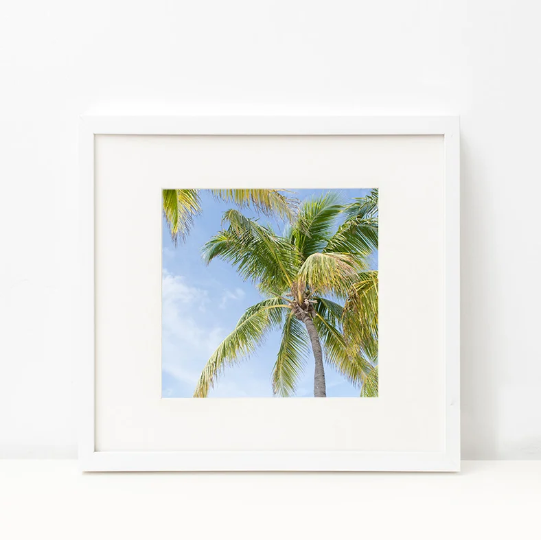 palm trees find me under.jpg