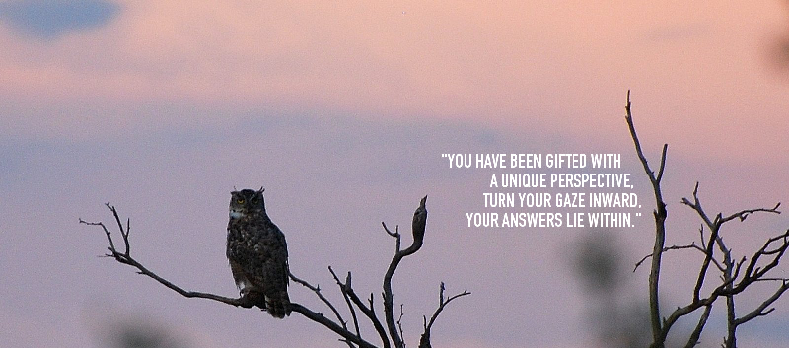 Great-Horned-Owl-.jpeg