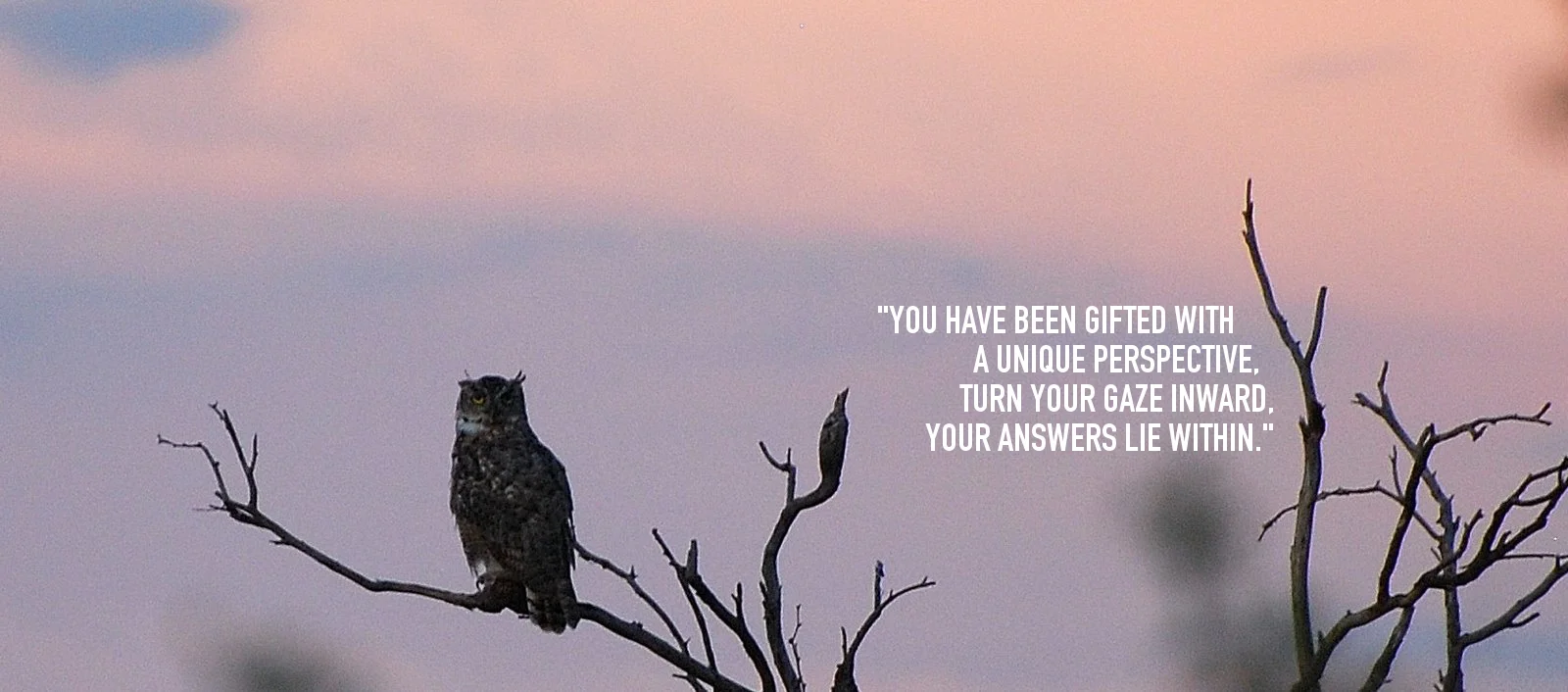 Great-Horned-Owl-.jpeg