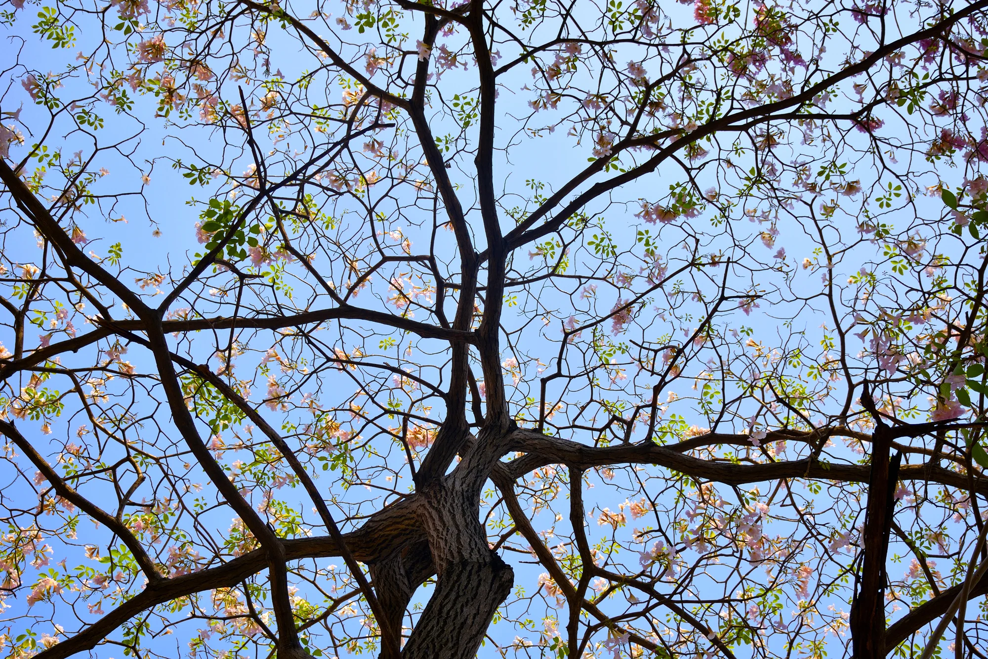 tree colors.jpg