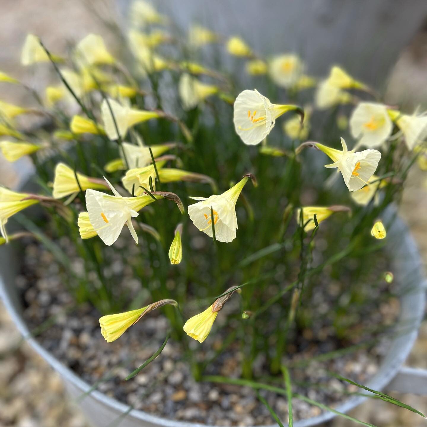 Signs of Spring&hellip; pots of pretty petticoats 
Narcissus bulbocodium &lsquo;Arctic bells&rsquo; almost fully open, such a welcome sight for the weekend.  I love all the seasons but you cannot help but feel &lsquo;at last&rsquo;!
.
.
.
.
.
.
.
.
#