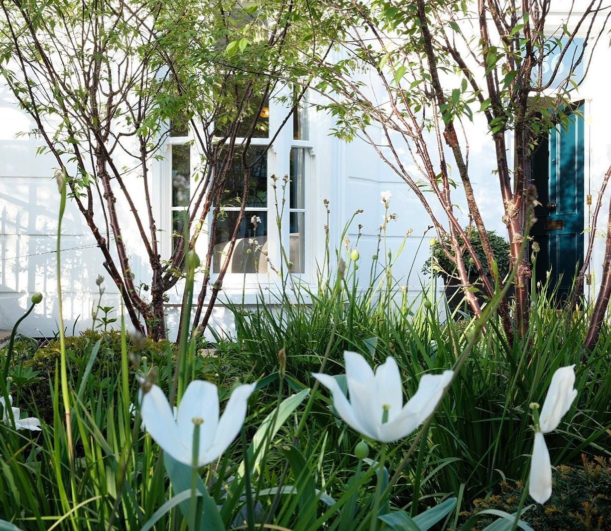 In praise of front gardens!

Many thanks to my lovely clients for this photo update on their front garden, as seen from the street, designed and planted last year. The cold spring has meant a long season for the tulips, Libertia is just coming into f
