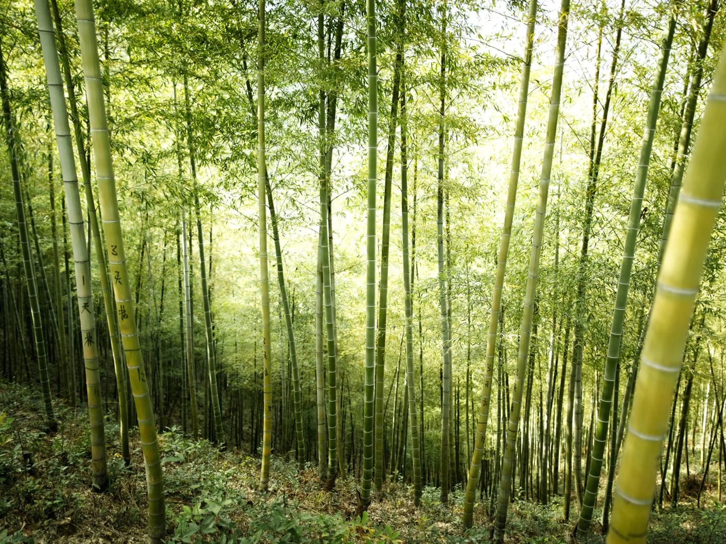 Bamboo forrest An Ji china.jpg
