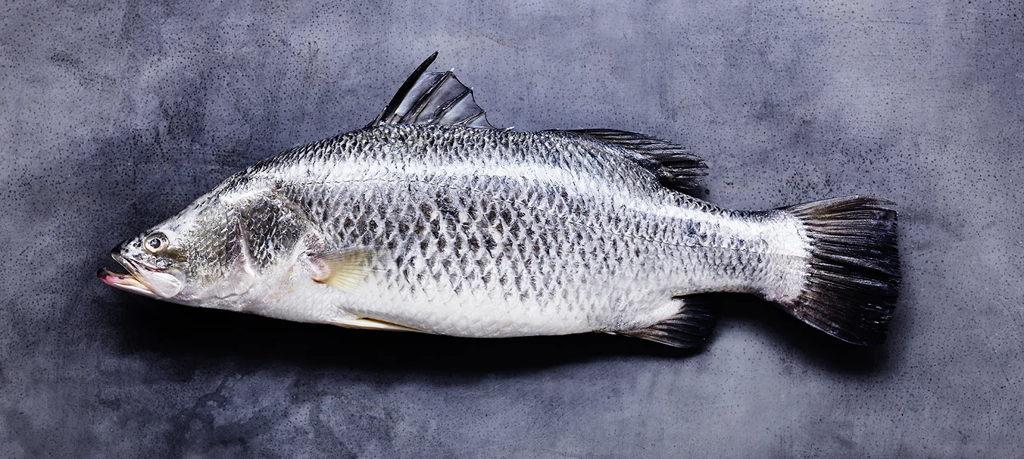 Barramundi Australian native fish.jpg