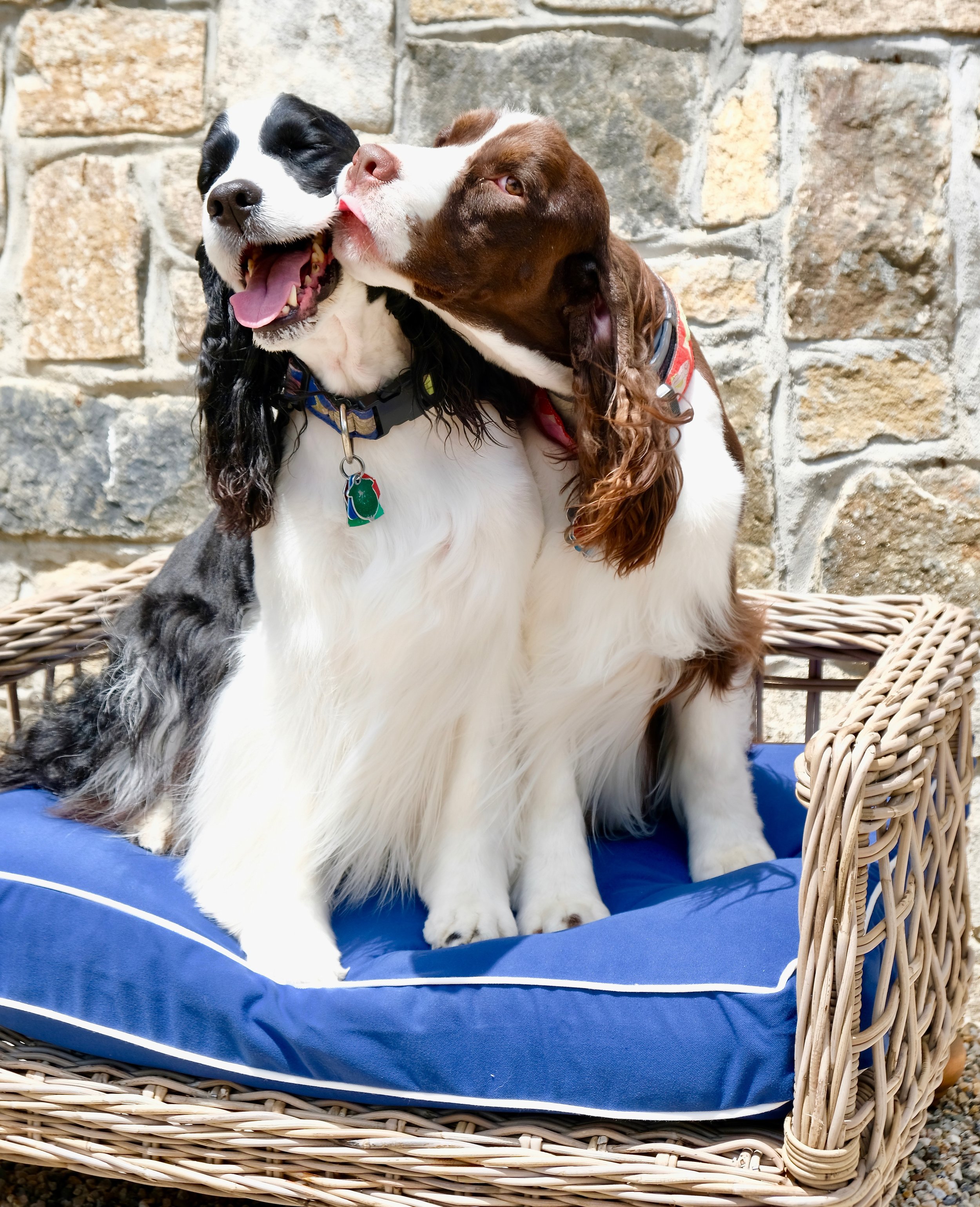 Neely's Nest – Bronson Dog Bed