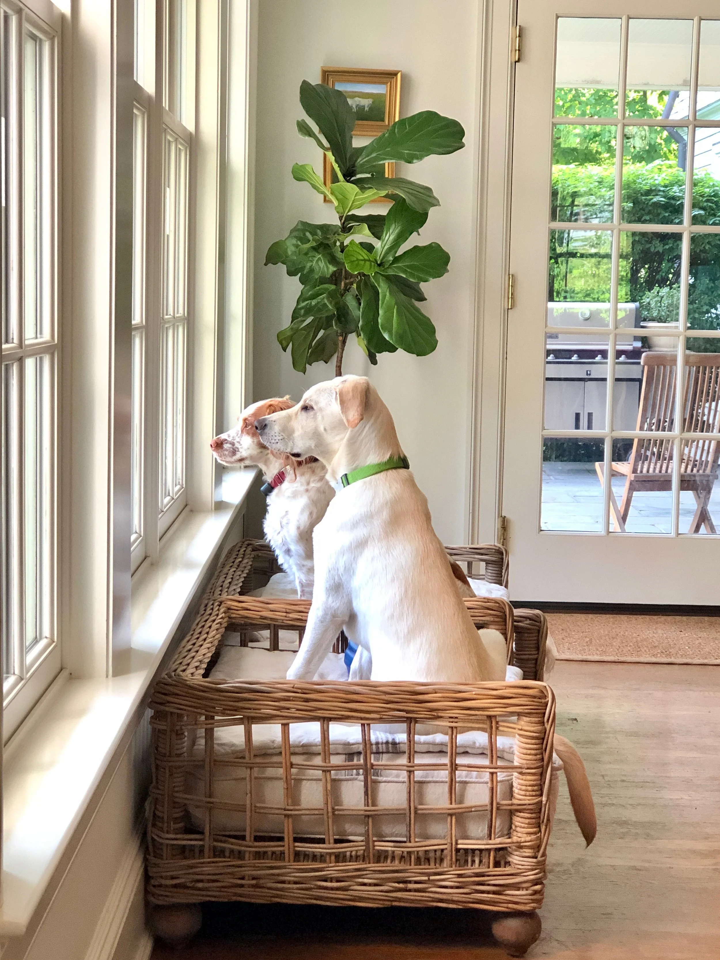 Neely's Nest rattan Bronson dog bed with linen covers.