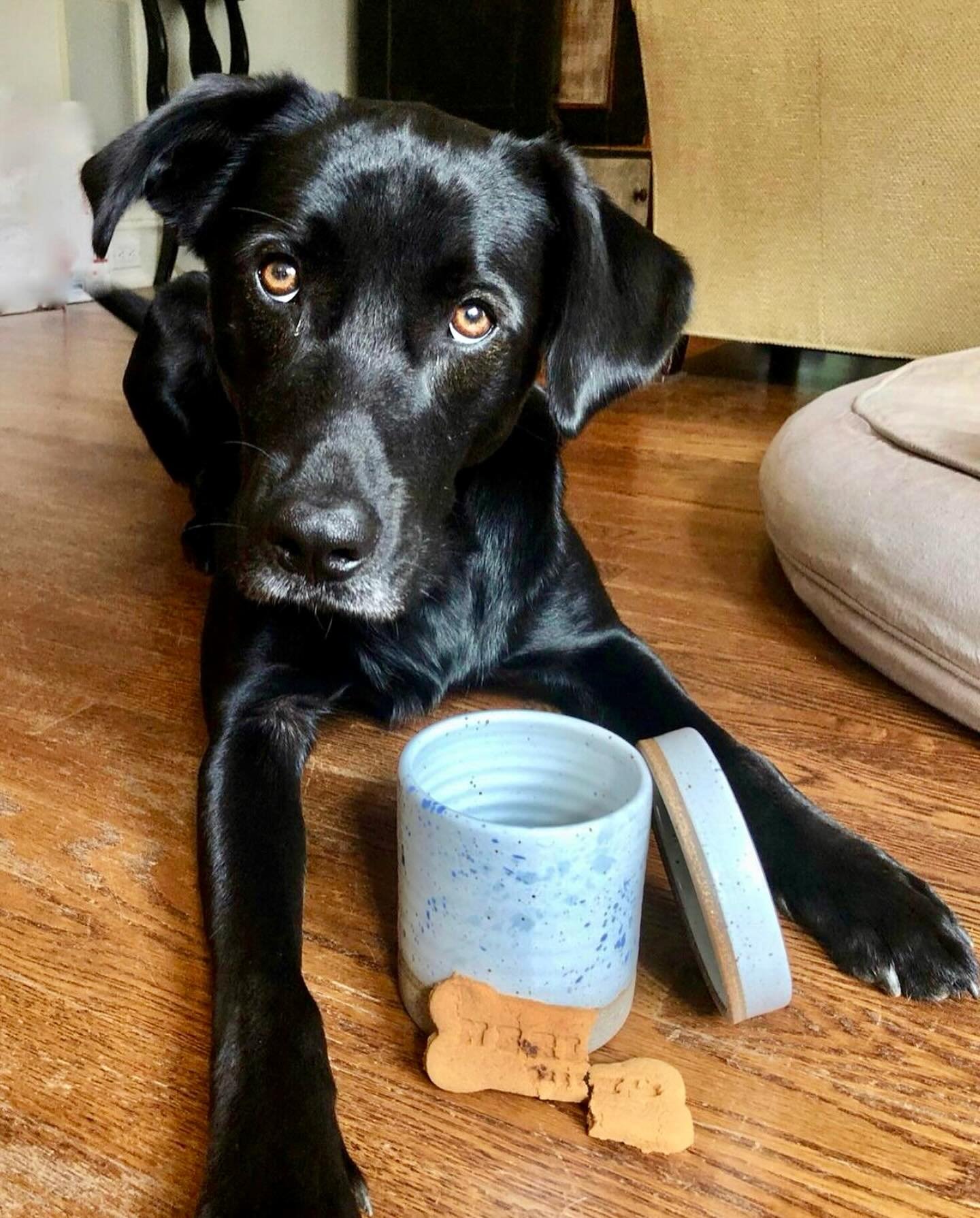 It&rsquo;s an extra biscuit kind of morning for Mason! 

#handmadehome #curateyourspace #artfullhome #blueandwhitepottery #blueaesthetic #classicstyle #everydayluxury #beautifulmatters #handmadeceramics #objectsofdesire #dogbiscuit #yesplease