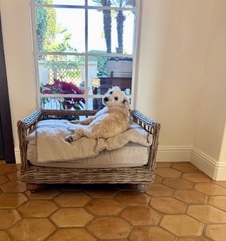 When you&rsquo;re Head of Courtyard Security and the new neighbors look &hellip;.questionable. 
-Lulu 🐾