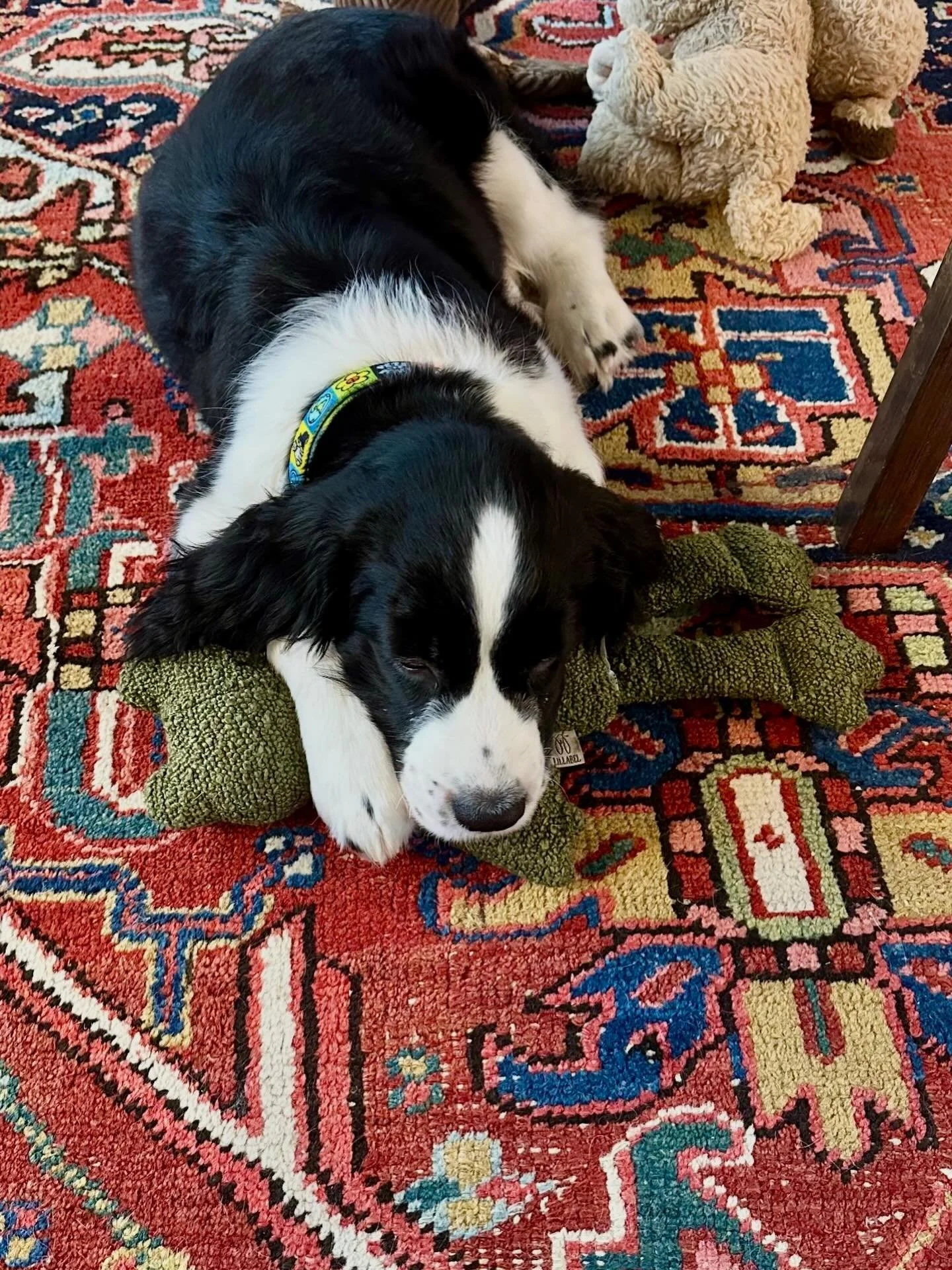 Meet handsome Fritz - excellent taste, obviously. Already quite smitten with Greta the Frog. 🐸 

#oekotex&reg; #spaniellove #englishspringerspaniels #livingwithdogs #itsadogslife