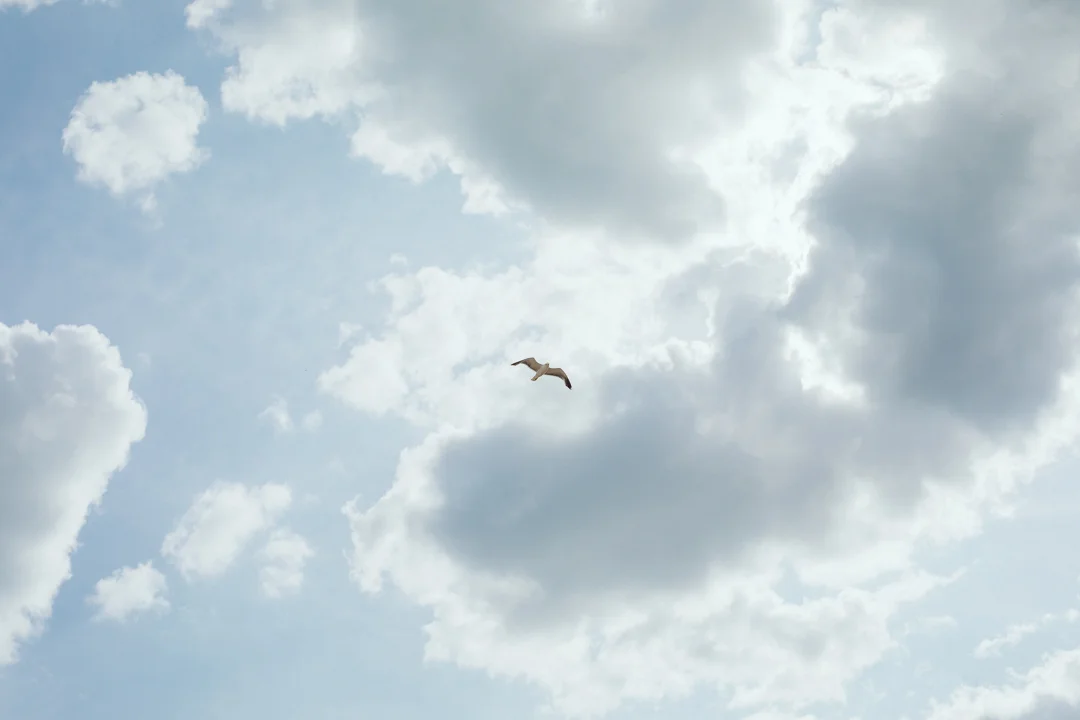 20190727-1R9A6892.jpg
