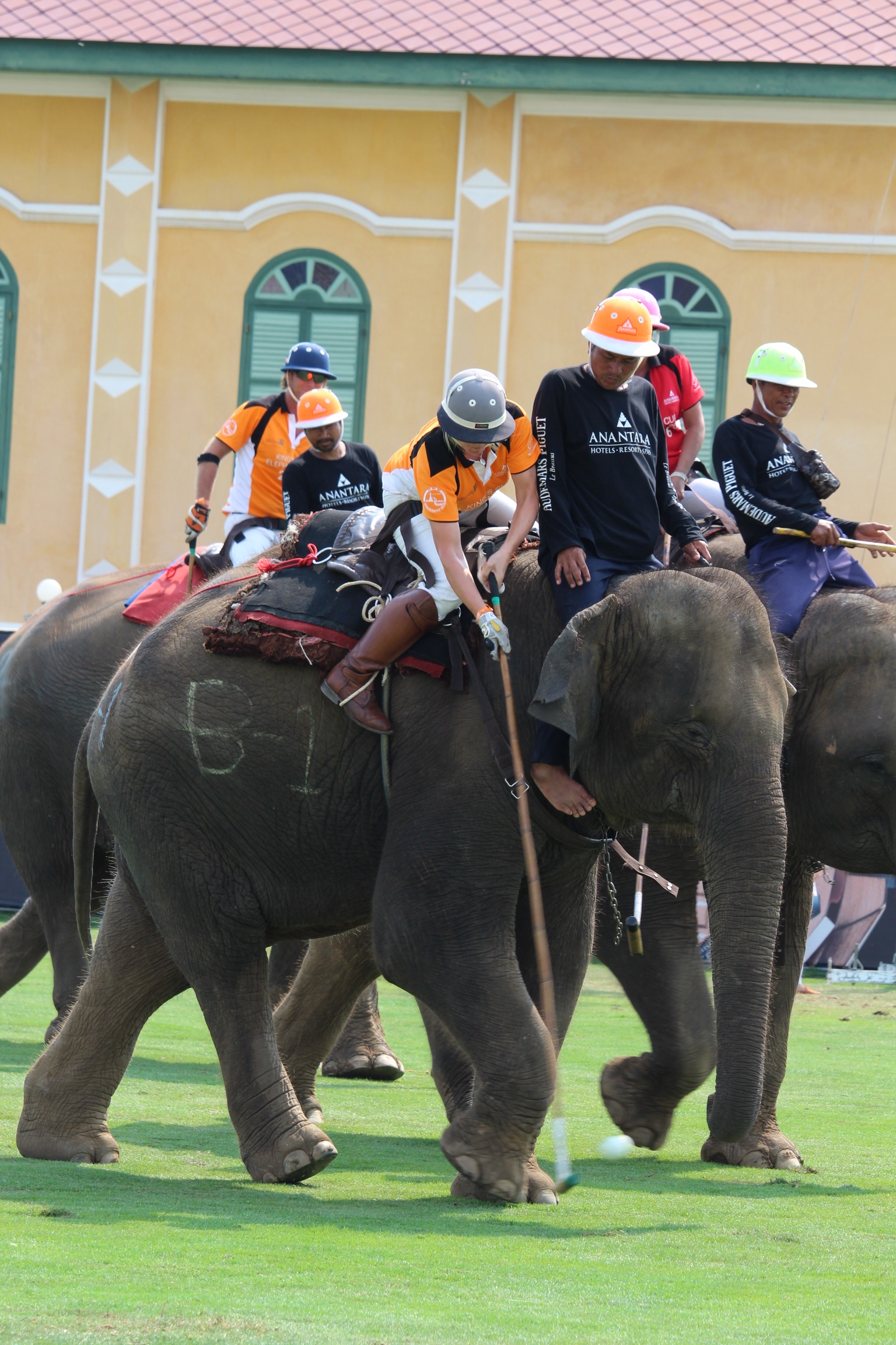 Elephant Polo, Bangkok
