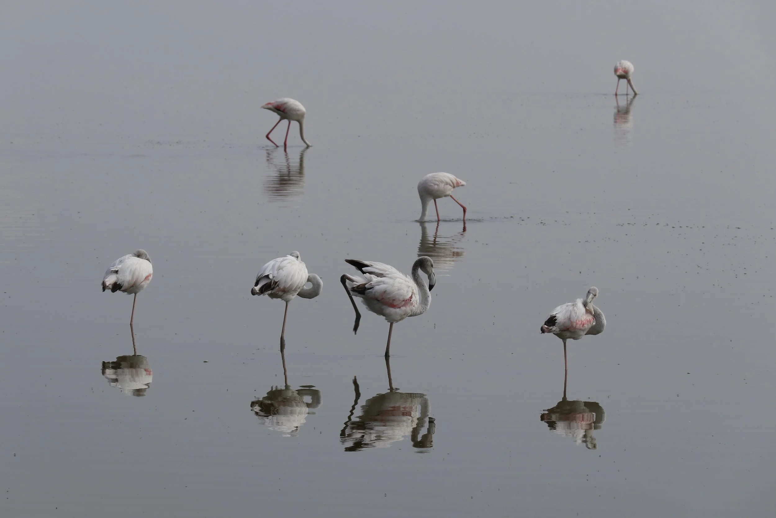 Flamingos