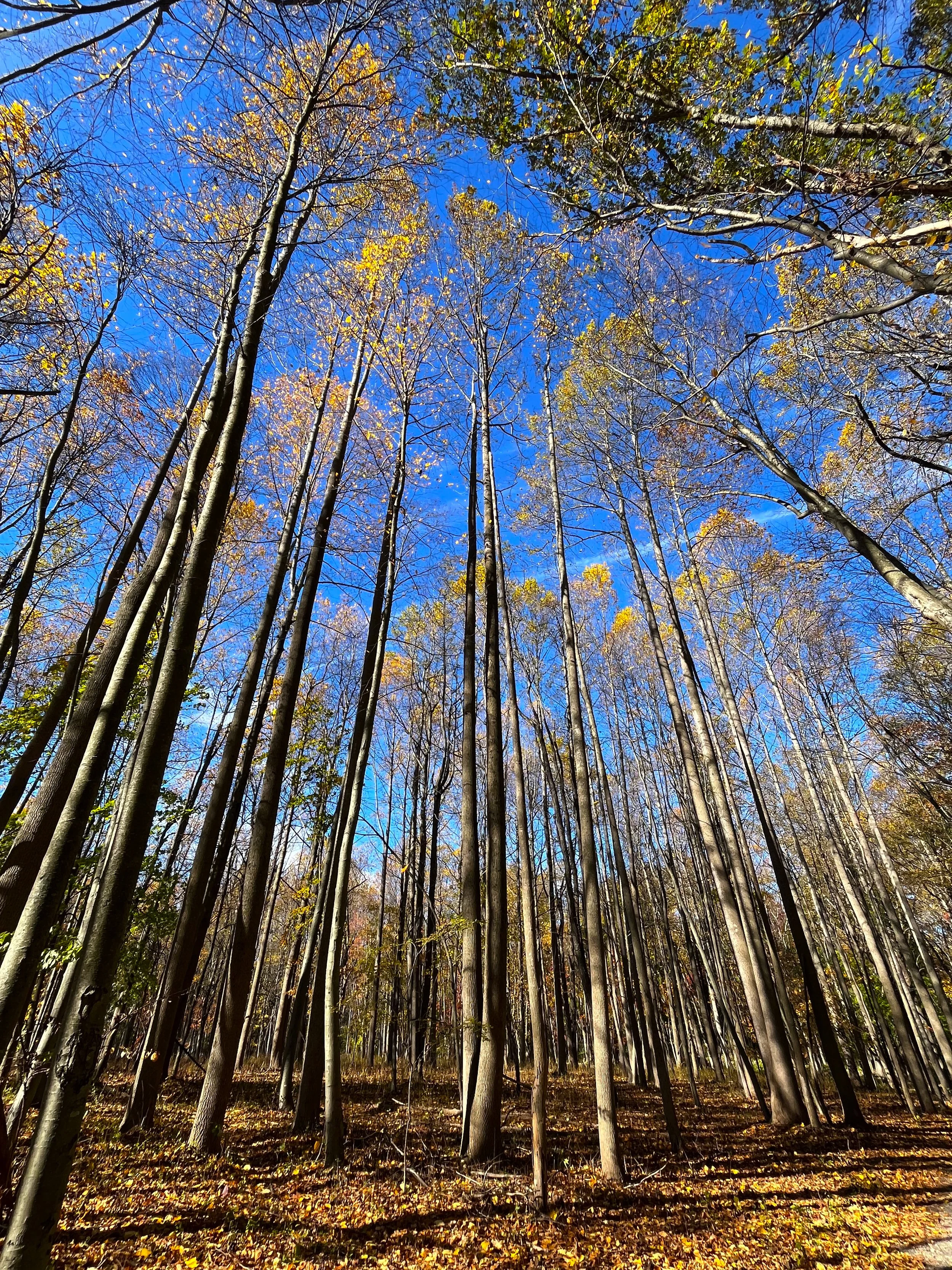 Looming trees in fall