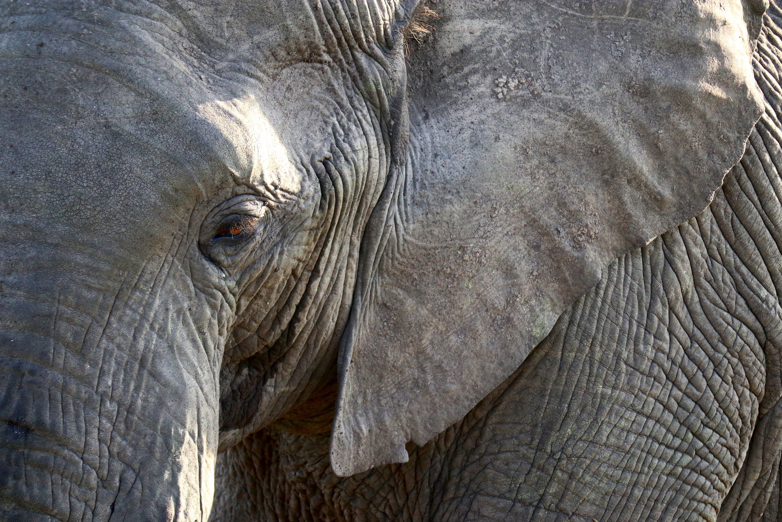 Elephant close up