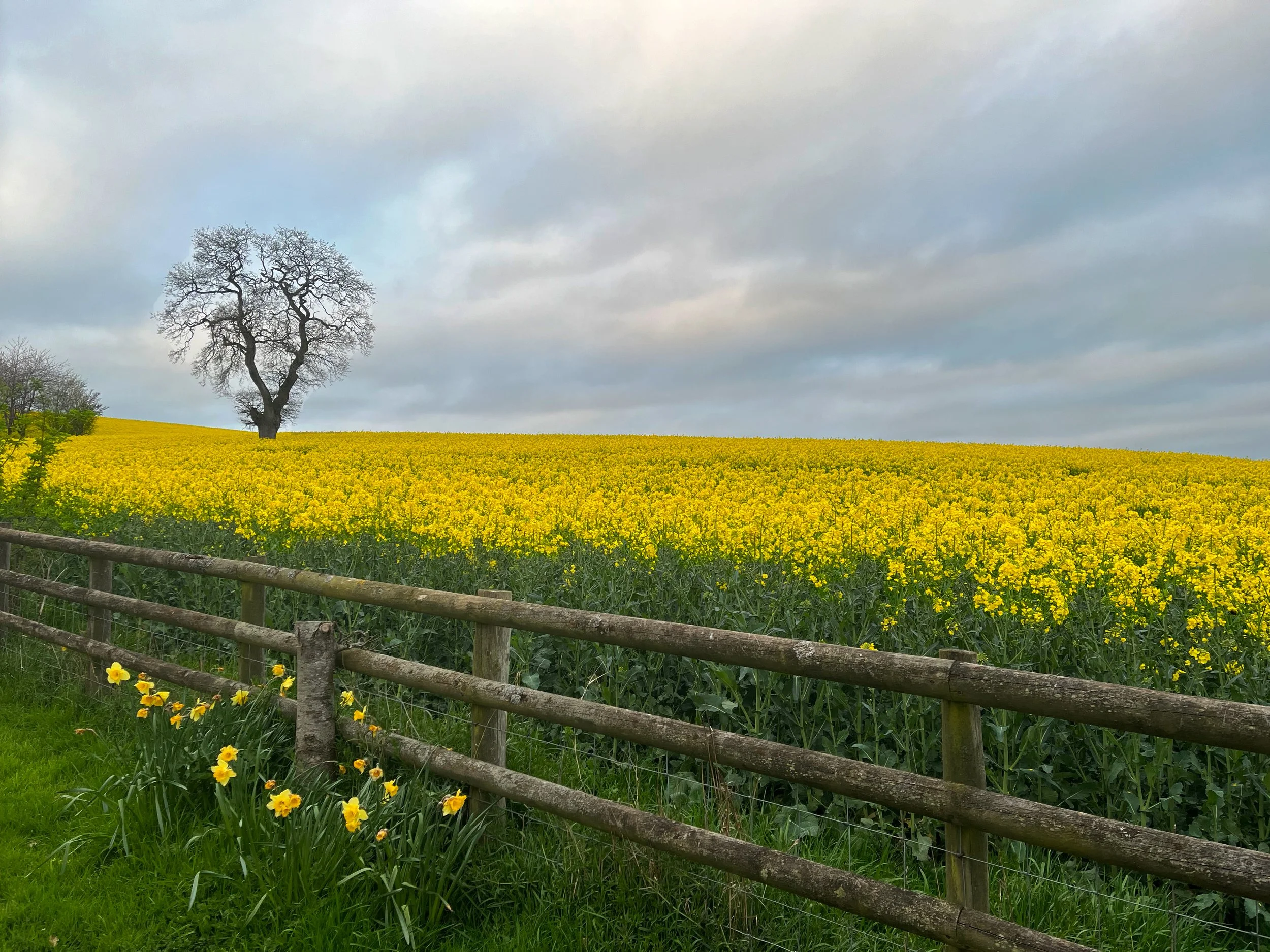 Yellow rape, Somerset UK